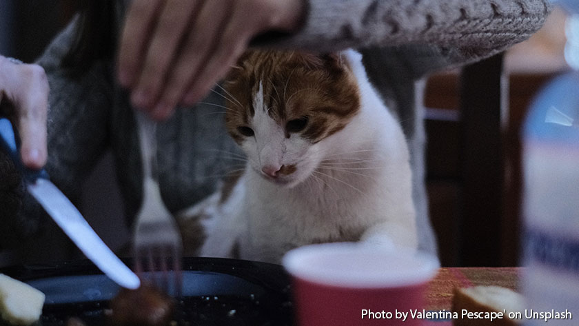 5 Makanan Manusia Yang Aman Bagi Kucing