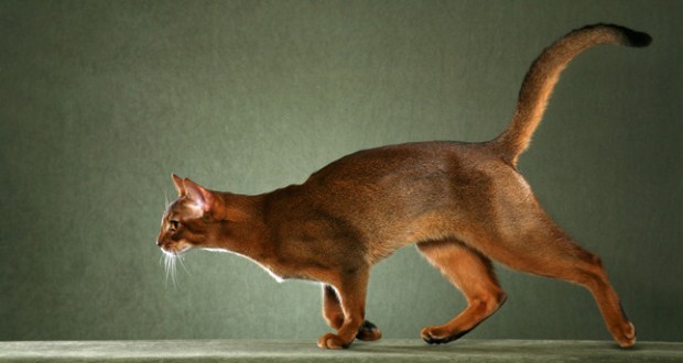 Kucing Abyssinian