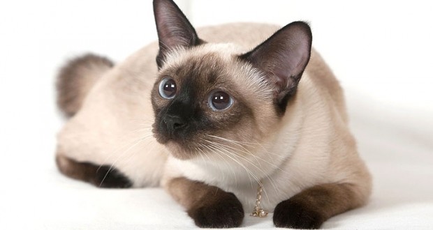 Kucing Siamese