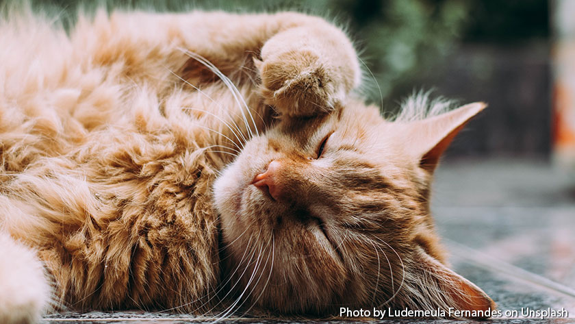 Kanker Pada Kucing, Penyebab, Gejala, Diagnosa, Pencegahan dan Pengobatannya