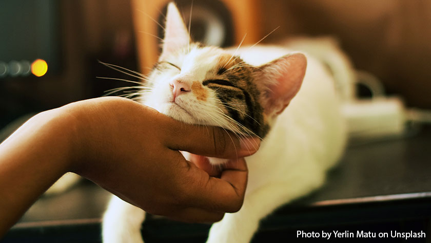 Infeksi Saluran Pernapasan Atas Pada Kucing